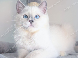 Stunning TICA ragdoll kitten ready now