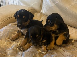 Jack Russel puppies
