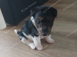 Beautiful wire fox terrier puppies 3 girls left
