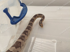 adult corn snake