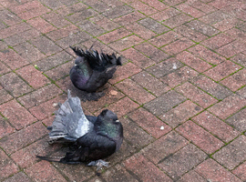 Fantail