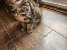 Ginger female Presenting little miss singleton