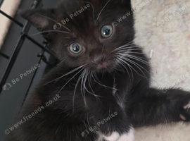 Beautiful Tuxedo Boy Kitten &ndash; Ready for His Forever Home