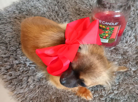 Tcup chihuahua girl