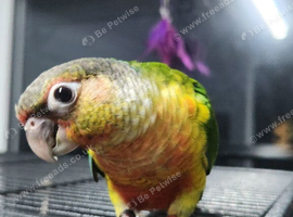 Hand reared male greencheek conures ready to go
