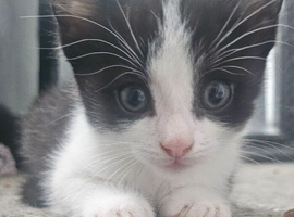 Kittens - ready 11th June