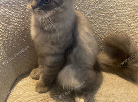 Scottish Fold x British Shorthair Kittens