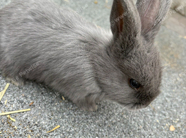 3 mini lop cross for sale