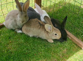 Baby rabbits