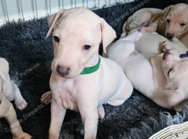 KC Registered Cream Italian Greyhound Puppies