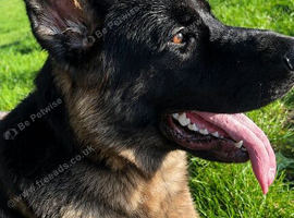 German sherpard boy