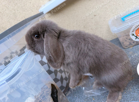 Mini lop lilac Bunny
