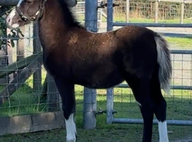 Smart Section A colt foal