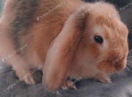 French lop x plush mini lop bunnies