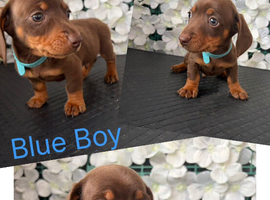 Miniature Dachshund