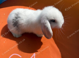 pure breed mini lop