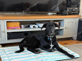 german shepherd cross dalmation looking for new home