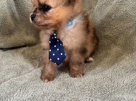 Beautiful Merrill puppies