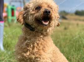 7 year old miniature poodle
