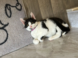 Black and white female cat