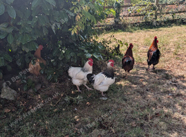 White Sussex cockerel