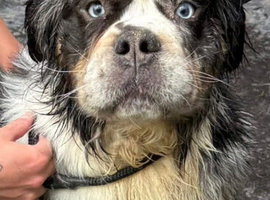 Stunning Old English Bulldog