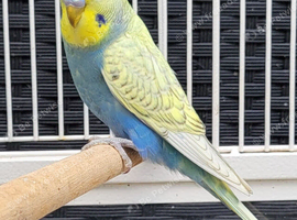 Various Stunning Quality Beautiful Budgies