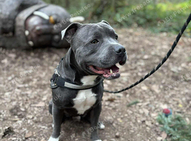 Blue staffy stud