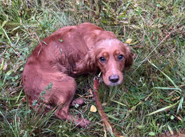 Female cocker spaniel