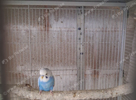 Young male budgie