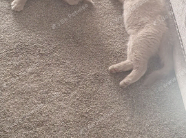 Beautiful bsh kitten
