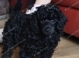 KC Toy poodles
