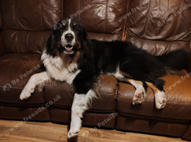 Bernese x newfy