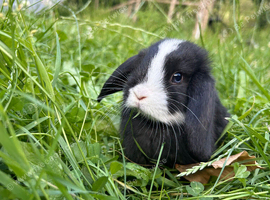 Beautiful lop bunnies ready to leave