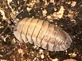 (UK WIDE SHIPPING) Pallasii Isopods for sale UK