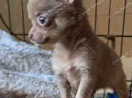 Beautiful chuiuua puppies