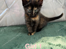 Kittens