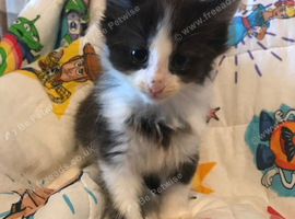 Long hair make kitten