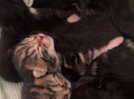 I have six beautiful kittens ready in 8 weeks!
