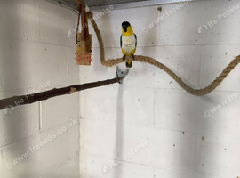 pallid caiques