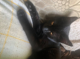 Cat for sale