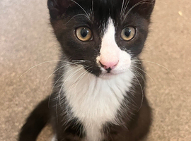 Beautiful kittens for sale