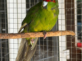 Breeding pair kakarikies