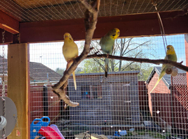 Budgies for sale