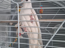 Albino cocktail