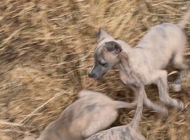 We have 5 healthy purebred Whippet puppies from a mixed litter,