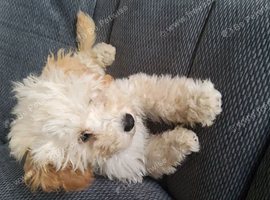 beautiful female cockapoo