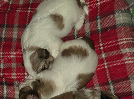 Shitzu cross shihpoo puppies for sale 1 girl and 1 boy