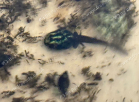 Ranitomeya Variabilis Southern tadpoles