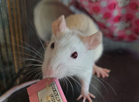 2 female rats
